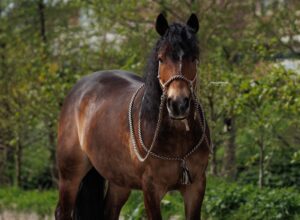 German shephard Touwhalster