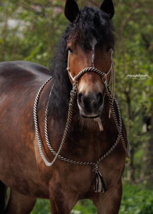 German shephard Touwhalster