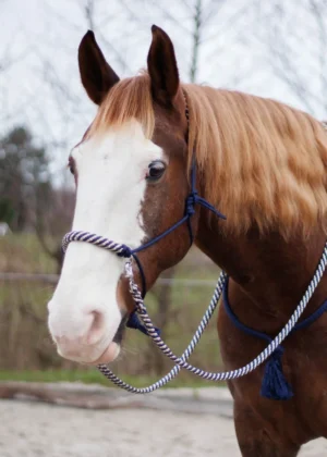 Touwhalster Majestic