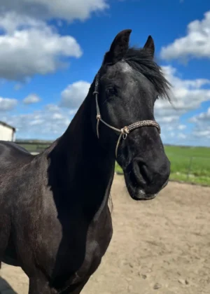 Touwhalster moccasin