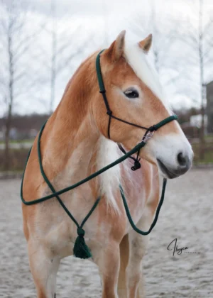 Voordeelset Dark Green